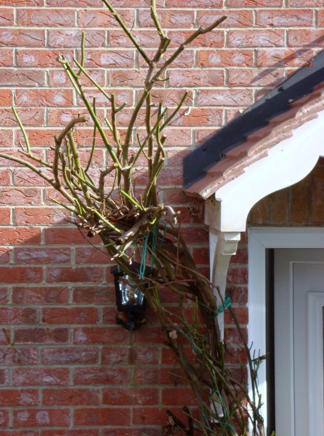  Poor Rambling Rose.  I knew her well... The outside lamp behind it was pulled right out by the weight of the branches but that is now fixed. (c) Sherri Matthews 2014