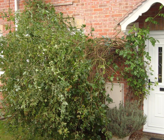 Rambling Rose down (c) Sherri Matthews 2014