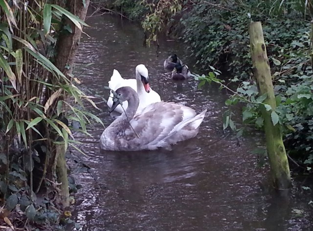 Mother & Cygnet (c) Sherri Matthews 2014
