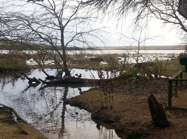 View of the Fleet Lagoon, Abbotsbury Swannery (c) Sherri Matthews 2014