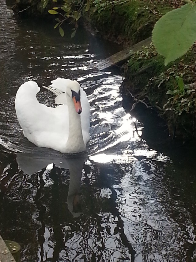 Abbotsbury Nov 2014 (31)