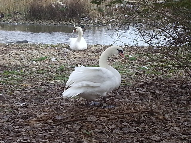 (c) Sherri Matthews 2014