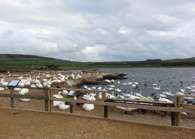 Abbotsbury Swannery (c) Sherri Matthews 2014