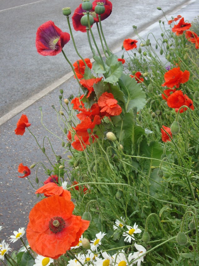 Poppies in Norfolk (c) Sherri Matthews 2014
