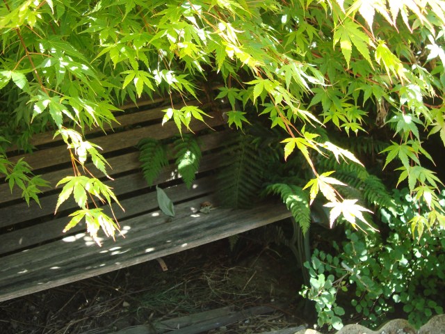 Bench Beneath Summer Acer, Someset, England 2014 (c) Sherri Matthews
