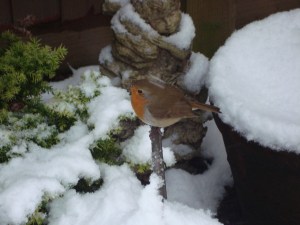 Sweet Robin in the snow, January 2013 (c) Sherri Matthews