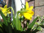 Early Spring March 2015 (12)