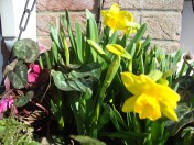 Early Spring Tete-A-Tetes in Somerset (c)  Sherri Matthews 2015