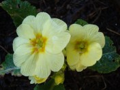 Somerset Primroses (c) Sherri Matthews 2015