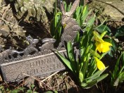 Bunny Crossing (c) Sherri Matthews 2015