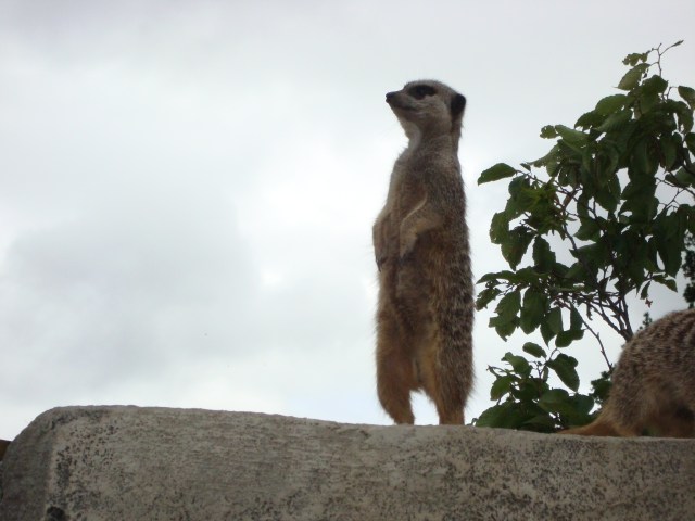 Who's there? (c) Sherri Matthews 2015