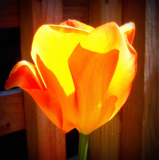 Tulips in April 2015 (5) Edit