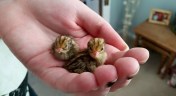 Newly hatched Chinese Button Quails, June 2015 (c) Sherri Matthews