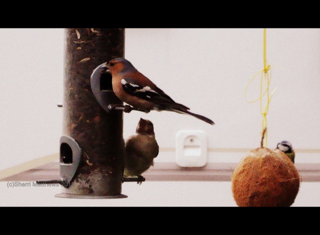 Beautiful Birds at the Feeder (10) Cinemascope