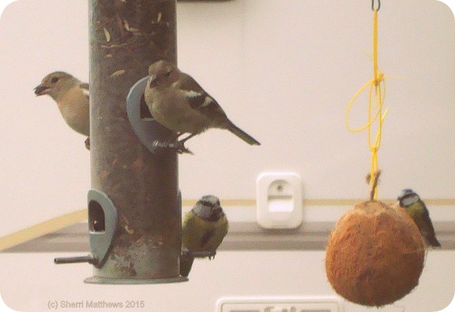 Beautiful Birds at the Feeder (8) Crop 2