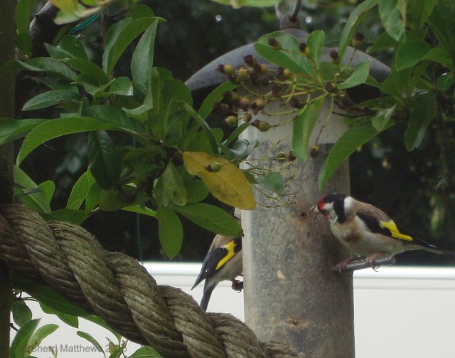Beautiful Birds at the Feeder - Crop