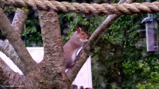 Cheeky Squirrel (13) Edited