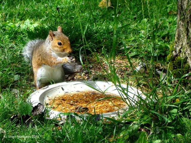 Cheeky Squirrel (5) Edited