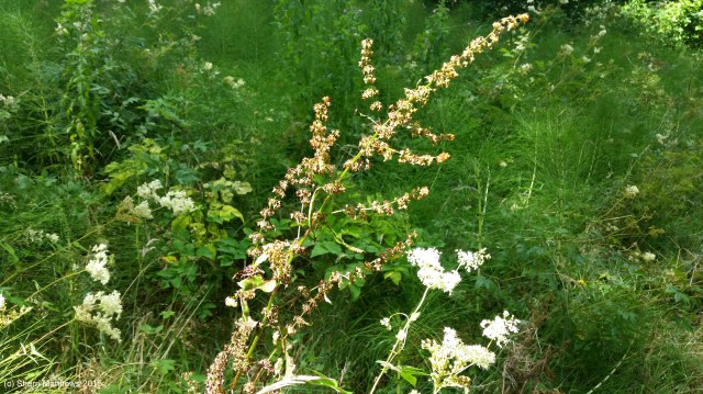 Late Summer Seeds (2) Edited