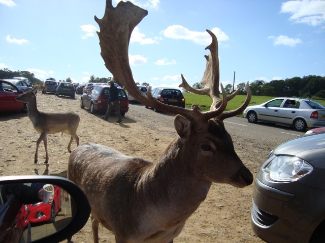 Deer At Longleat (c) Sherri Matthews