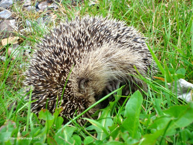 Mrs Tiggywinkle, Devon August 2015 (9) Edited