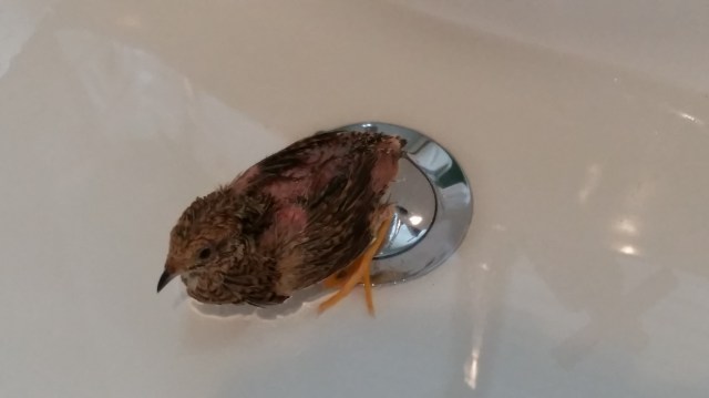 Sweet Mummy Cookie enjoying a warm Epsom Salt bath (c) Sherri Matthews 2015