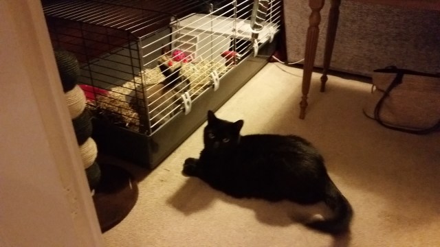 I'm not sure what this is? Never seen a rabbit before... Eddie & Bunny getting to know one another... (c) Sherri Matthews 2015