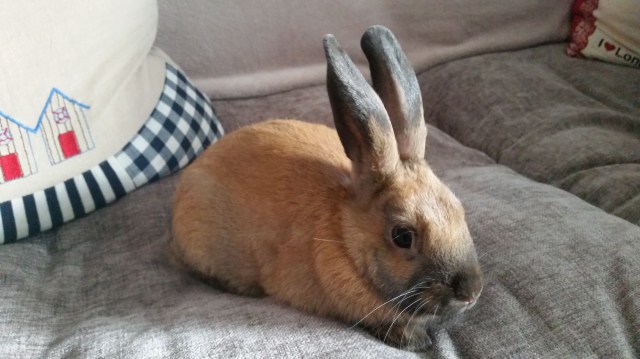 Nate Bunnykins July 2015 (c) Sherri Matthews