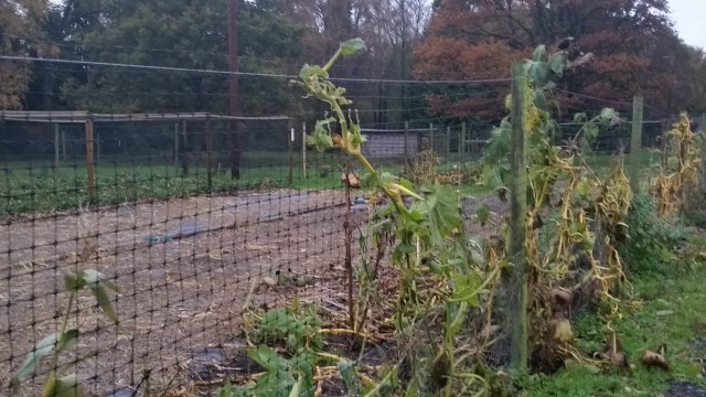 Christmas Tree Farm Nov 2015 (14)