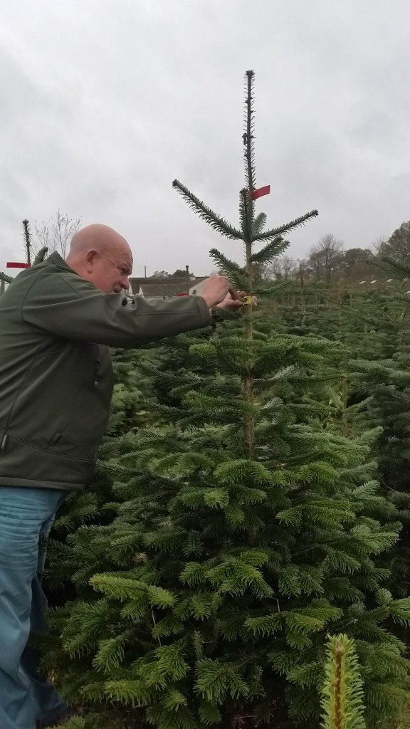 Christmas Tree Farm Nov 2015 (3)