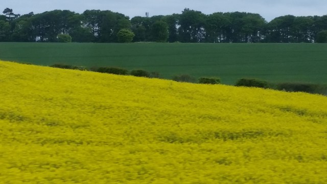 (c) Sherri Matthews 2016