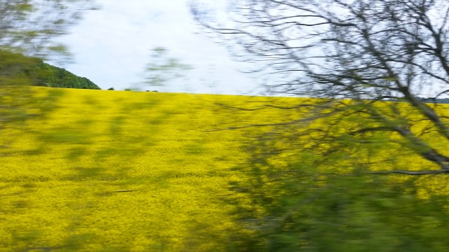 (c) Sherri Mathews 2016