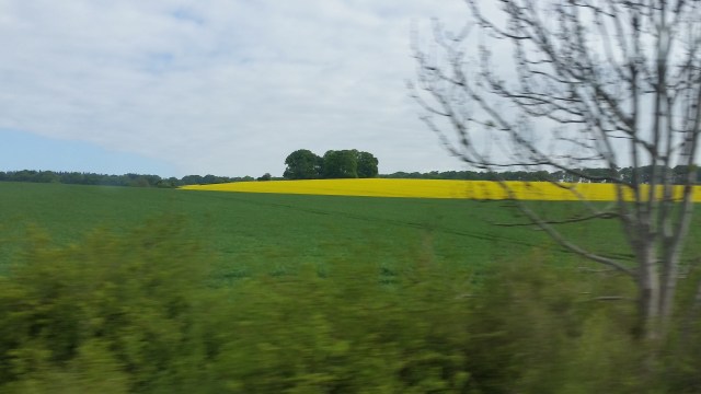 (c) Sheri Matthews 2016