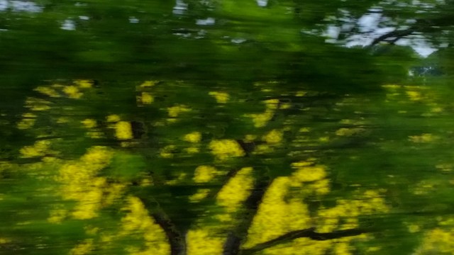 English Dorset Countryside in May (c) Sherri Matthews 2016