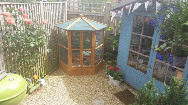 New home for Chinese Button Quails (they all shot inside so can't see them sadly, will work on that for another photo). Notice they now live by the side of the Summerhouse :-) (c) Sherri Matthews
